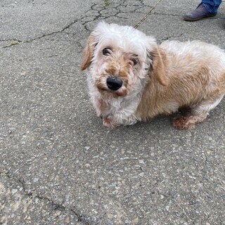 ダックス　7歳　女の子　もーちゃん