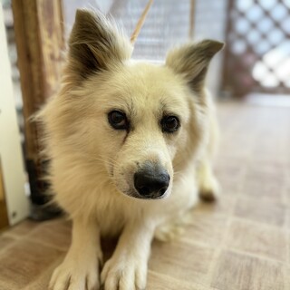 らっこ男の子14kg