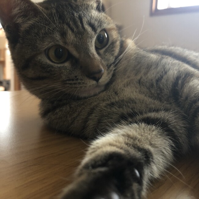 ももいちふみのカバー写真