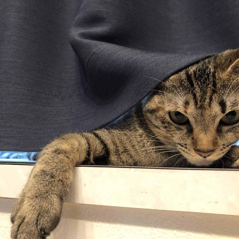 ふみちゃんのカバー写真