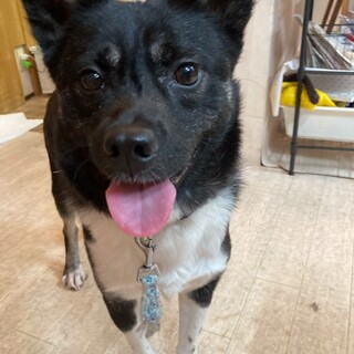 コナン男の子15kg