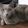 ロシアンブルー　イケメンのソラ君 サムネイル2