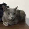 ロシアンブルー　イケメンのソラ君 サムネイル4