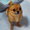 【募集一旦停止します】チワワmix大地くん