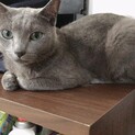 ロシアンブルー　イケメンのソラ君