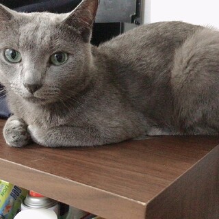 ロシアンブルー　イケメンのソラ君