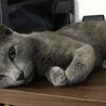 ロシアンブルー　イケメンのソラ君 サムネイル3
