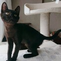 七夕に保護した真っ黒猫ばたたちゃん