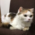 ペルシャ猫ミックス　三毛猫の長毛めいちゃん