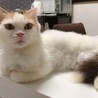 ペルシャ猫ミックス　三毛猫の長毛めいちゃん サムネイル2