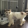 ペルシャ猫ミックス　三毛猫の長毛めいちゃん サムネイル3