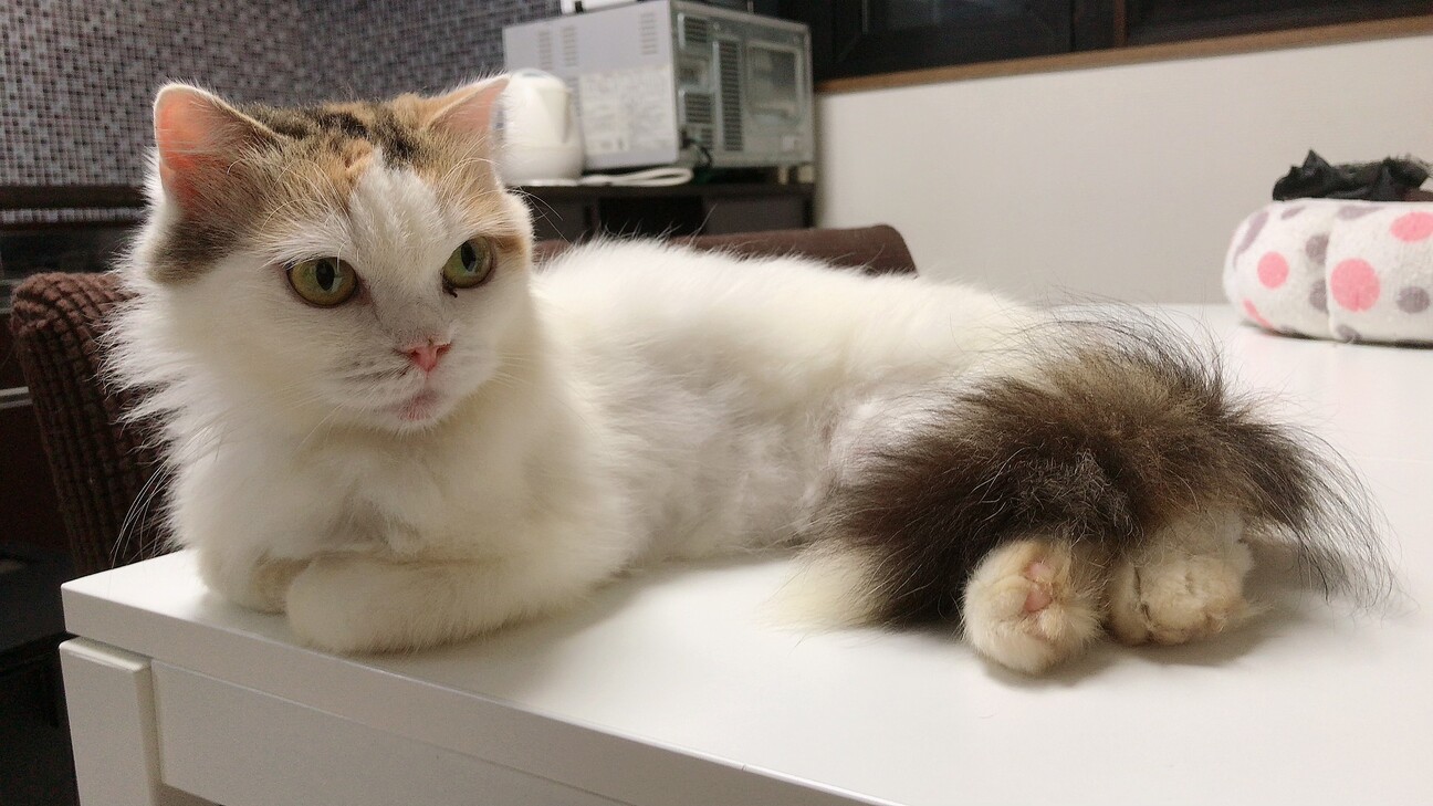 ペルシャ猫ミックス 三毛 長野県 猫の里親募集 ペットのおうち 月間利用者150万人 ペルシャ猫ミックス 三毛 長野県 猫の里親募集 ペットのおうち 月間利用者150万人