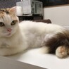 ペルシャ猫ミックス　三毛猫の長毛めいちゃん サムネイル4
