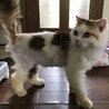 ペルシャ猫ミックス　三毛猫の長毛めいちゃん サムネイル5