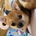 【一旦募集停止します】太陽くん