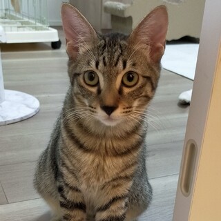 急募☆とても人馴れした可愛いキジトラ子猫♡