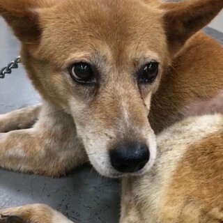 穏やかなママ野犬、さこちゃん、期限延長中
