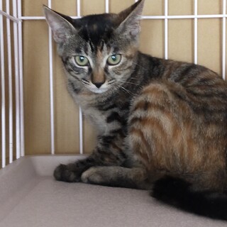 【トライアル決定】ひかりちゃん