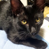 耀太郎(ようたろう)