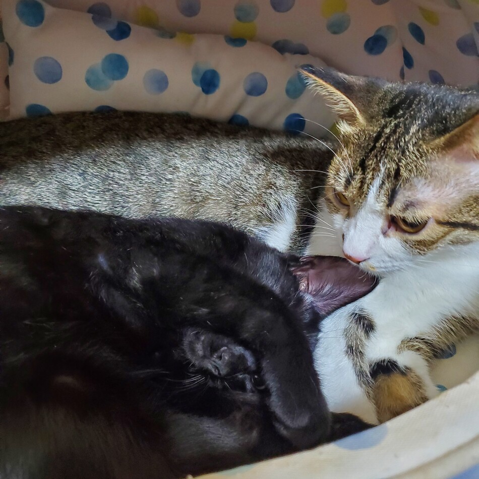 耀太郎(ようたろう)のカバー写真
