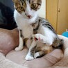 小声で(ニャコちゃーん)→チラッ