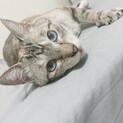 大切に育ててくださる方