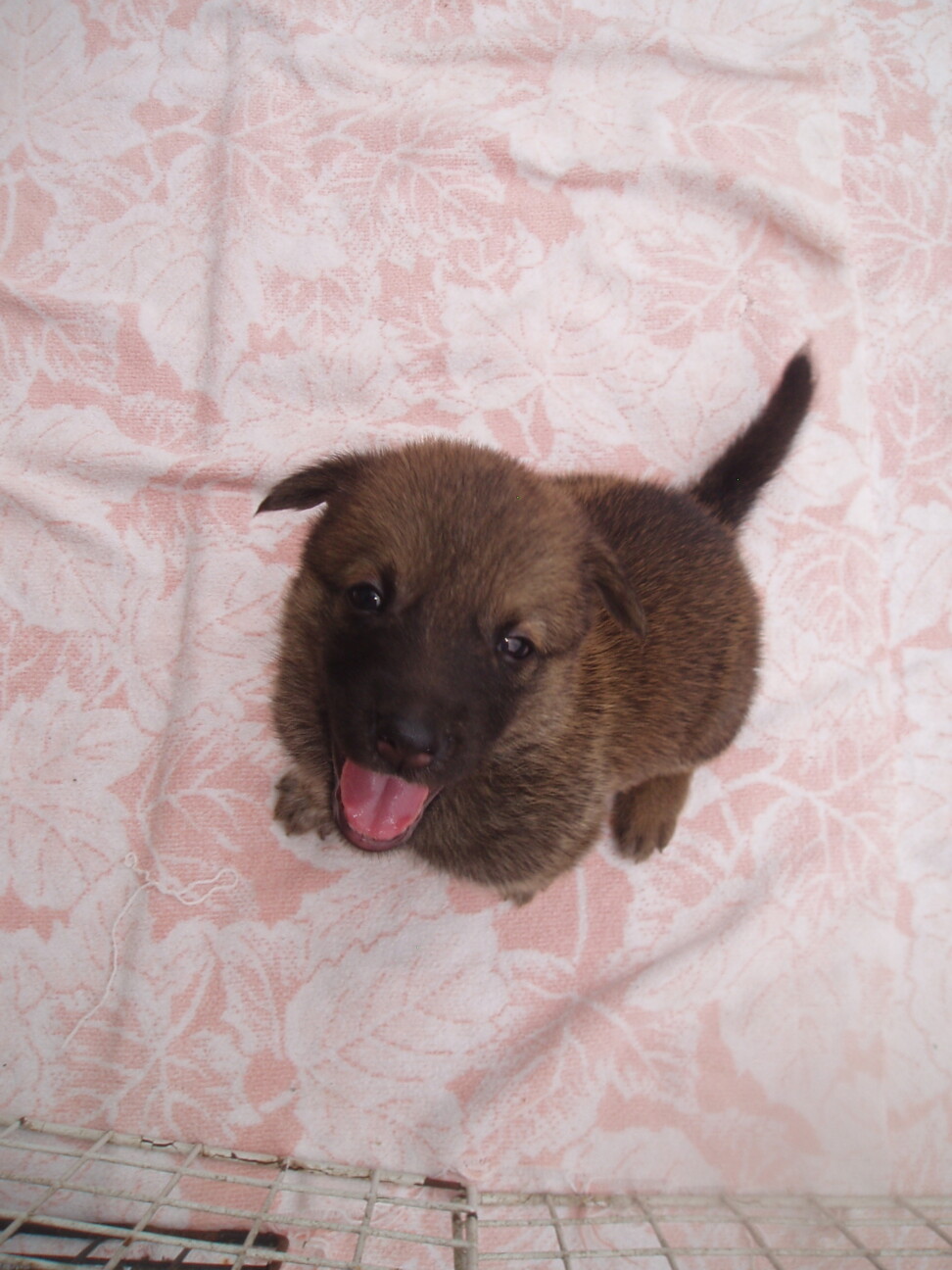 こげ茶のクマタンと薄茶のコロタン サムネイル2