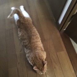 「なんだかんだで元気」サムネイル3