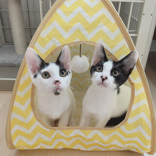 くせが強いが超絶美猫！！仲良し双子ちゃん