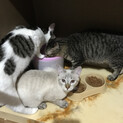 雌猫の里親さん募集！