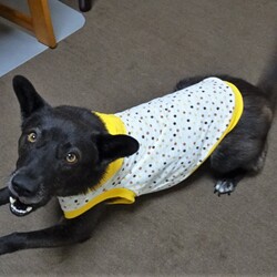 「秋の準備・その２」サムネイル2