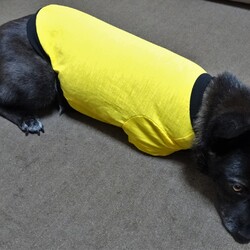 「秋の準備・その２」サムネイル3