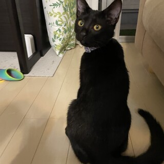 元気で懐こい　こまちくん　♪