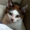 白黒のおっとりとした子猫　男の子