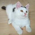 白猫でシッポが黒い女の子。
