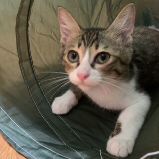 【アロン】おかげさまで里親様が決まりました。