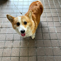 某センターに持ち込まれたコーギーさん