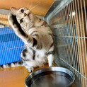 アメリカンショートヘアー:まりんちゃん