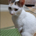 人馴れ抜群！　大人しいやぁちゃん