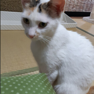 人馴れ抜群！　大人しいやぁちゃん