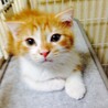 さつにゃん