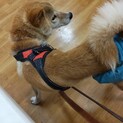 人、犬慣れ抜群！柴犬の男の子です。
