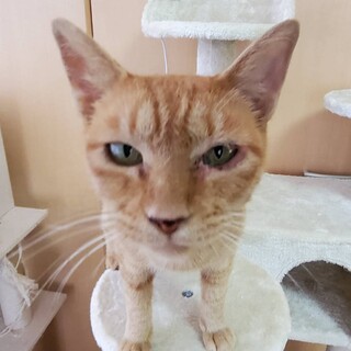 珍しい茶トラの女の子♪