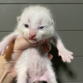 【急募】遺棄された子猫、助けてください！