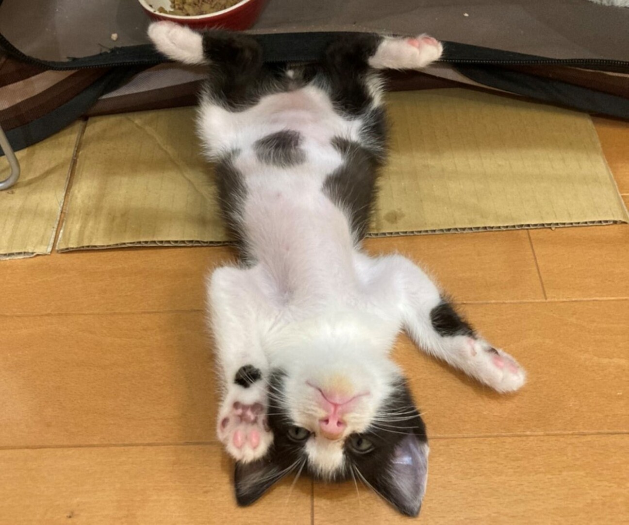 リラックマことリラッネコ 栃木県 猫の里親募集 ペットのおうち 月間利用者150万人