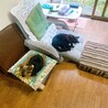 ちびチームはいつも揃ってお昼寝