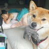 甥っ子がお泊まりの時遊んで欲しくて朝から騒いでます^_^
