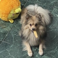 ぐり