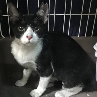 トライアル中　ハチワレ　手術済　メス　4.5ヵ月