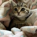 きじとら3兄弟スコップ♂500g